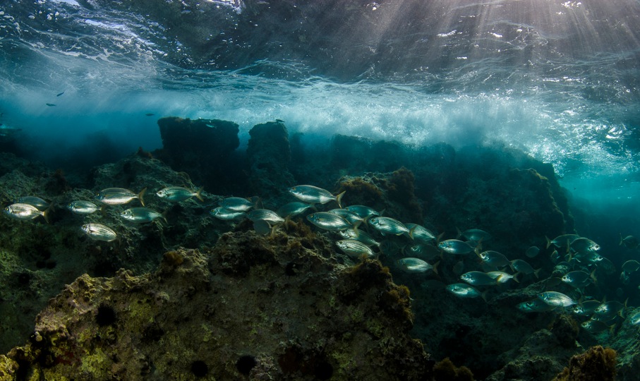 Yiannis Issaris marine ecologist/underwater photographer