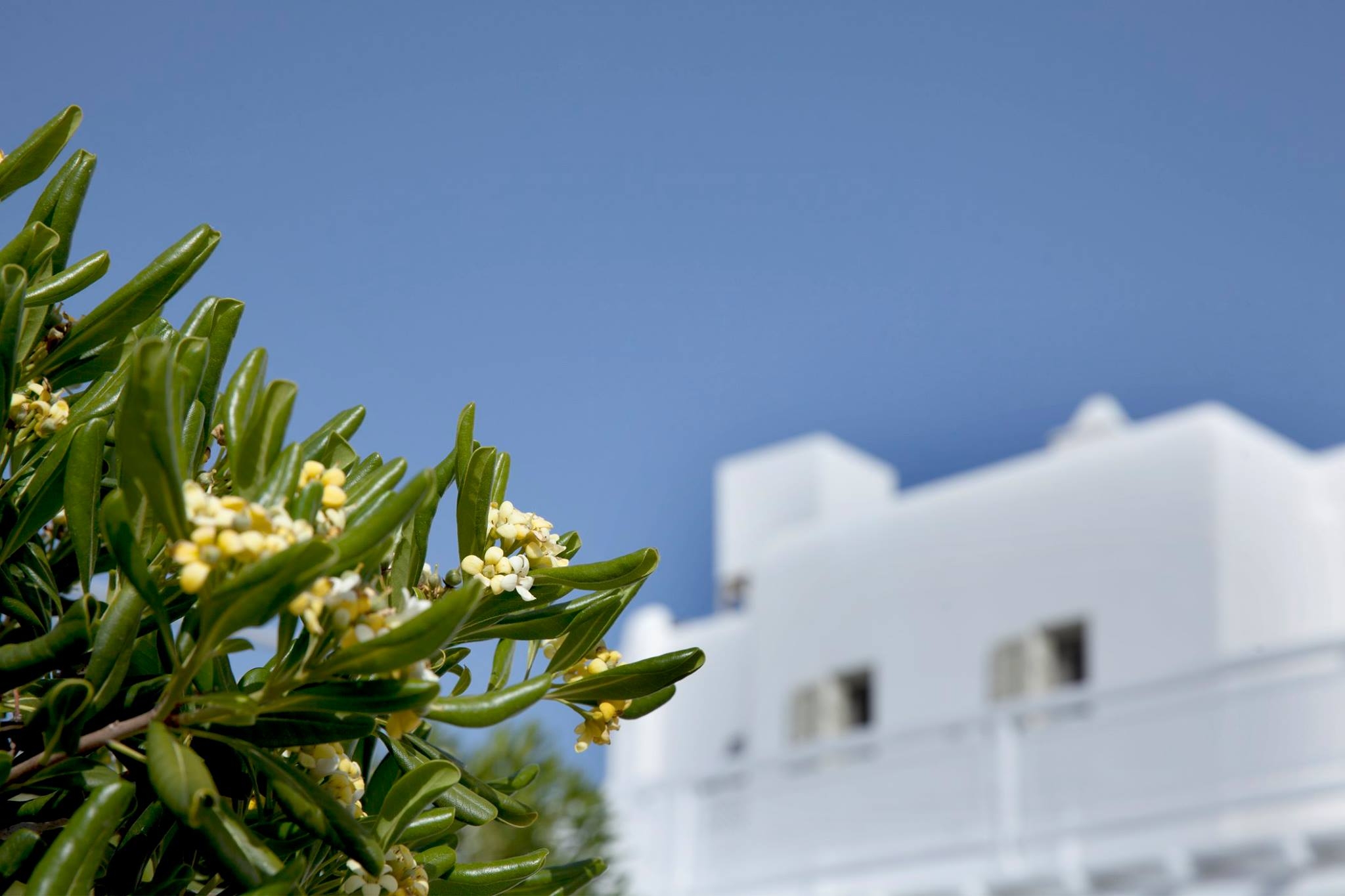 La Residence Mykonos Hotel Suites.