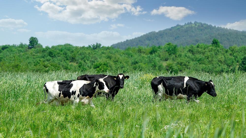 ''Koukakis Farm''  Dairy Products from Kilkis.